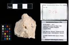 Foto (Objekt + Etikett) von Longodromites excisus (von Meyer, 1857)  (NHMW-GEO-2014-0194-0017)